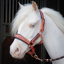 Licol et longe LouLou imprimé Harry's Horse