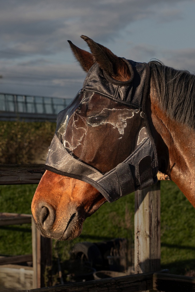 [8714813559212] Masque anti-mouches Flyshield Harry's Horse (M)