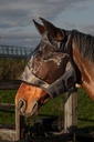 Masque anti-mouches Flyshield Harry's Horse