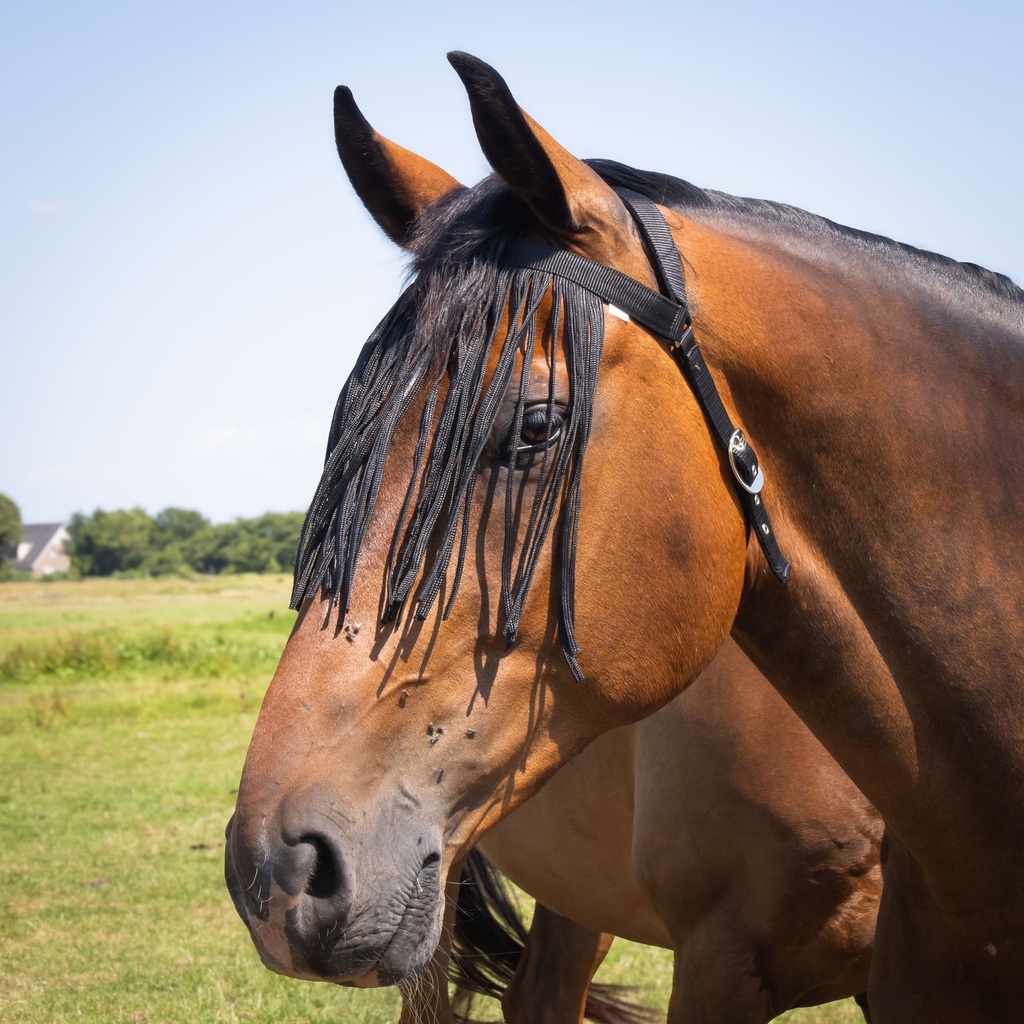 Frontal chasse-mouches Comfort+