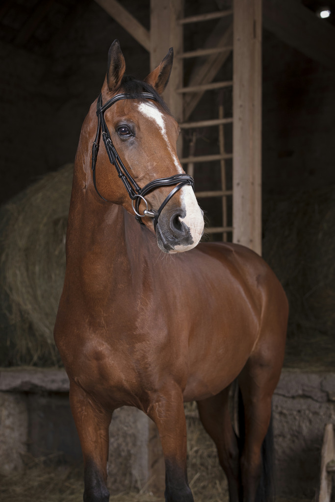 Bridon NORTON PRO "Découpé"