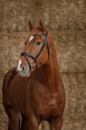 Bridon NORTON PRO "Perle"