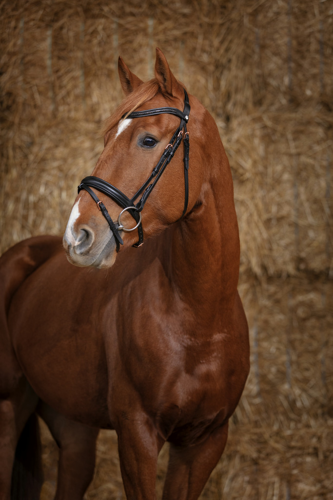 Bridon NORTON PRO "Gravure"