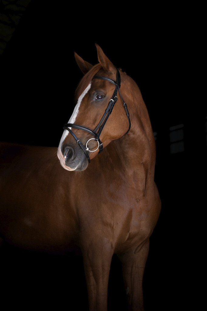 Bridon ERIC THOMAS ELITE "Londres"