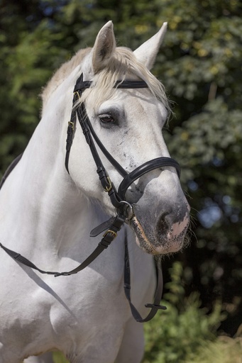Bridon NORTON CLUB cheval de trait