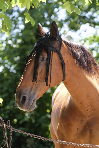 Bonnet mesh EQUITHÈME avec chasse-mouches