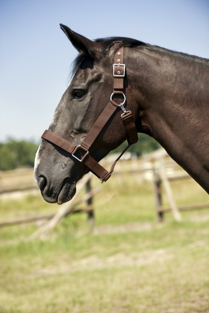 Licol NORTON cheval de trait