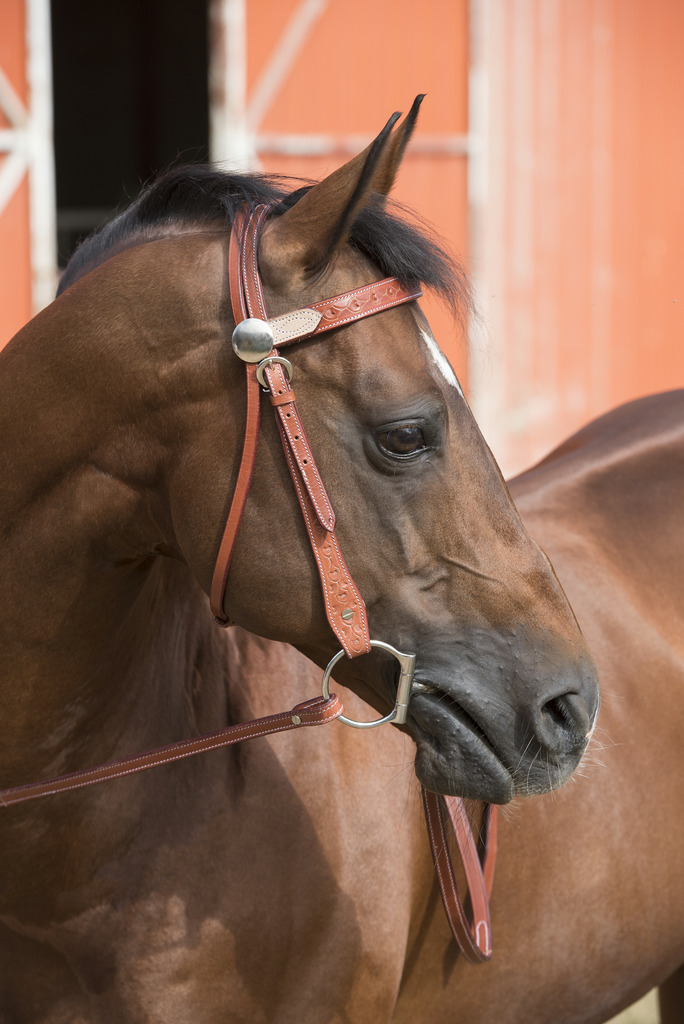 Bridon RANDOL'S "Two Tone"