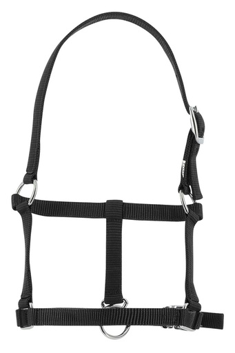 Licol foal RIDING WORLD