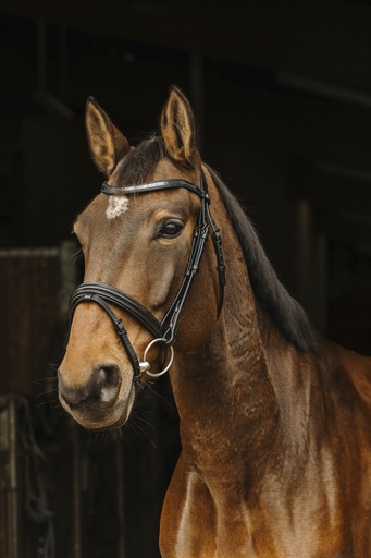 Bridon NORTON PRO "Galon"