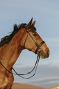 Bridon RIDING WORLD Muserolle large