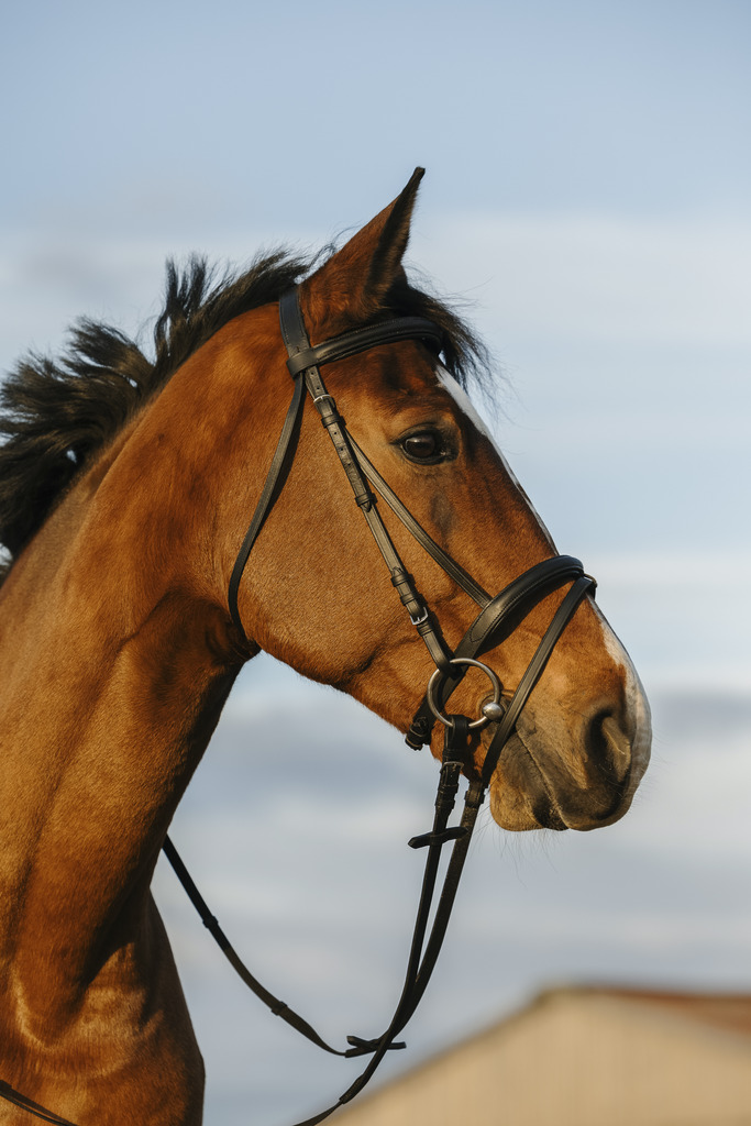 Bridon RIDING WORLD muserolle combinée double