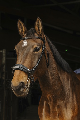 Bridon NORTON PRO "Hackamore"