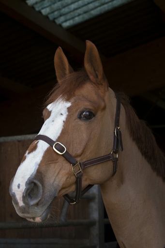 Licol NORTON CLUB - "Cuir" foal